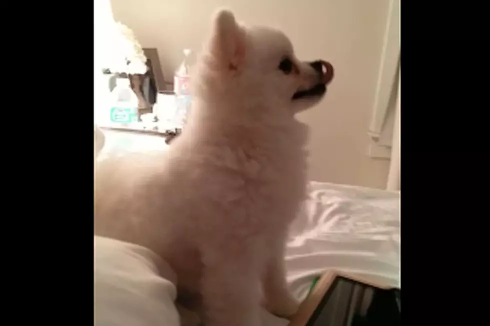 Good Luck Finding a Dog With a Weirder Sneeze Than This